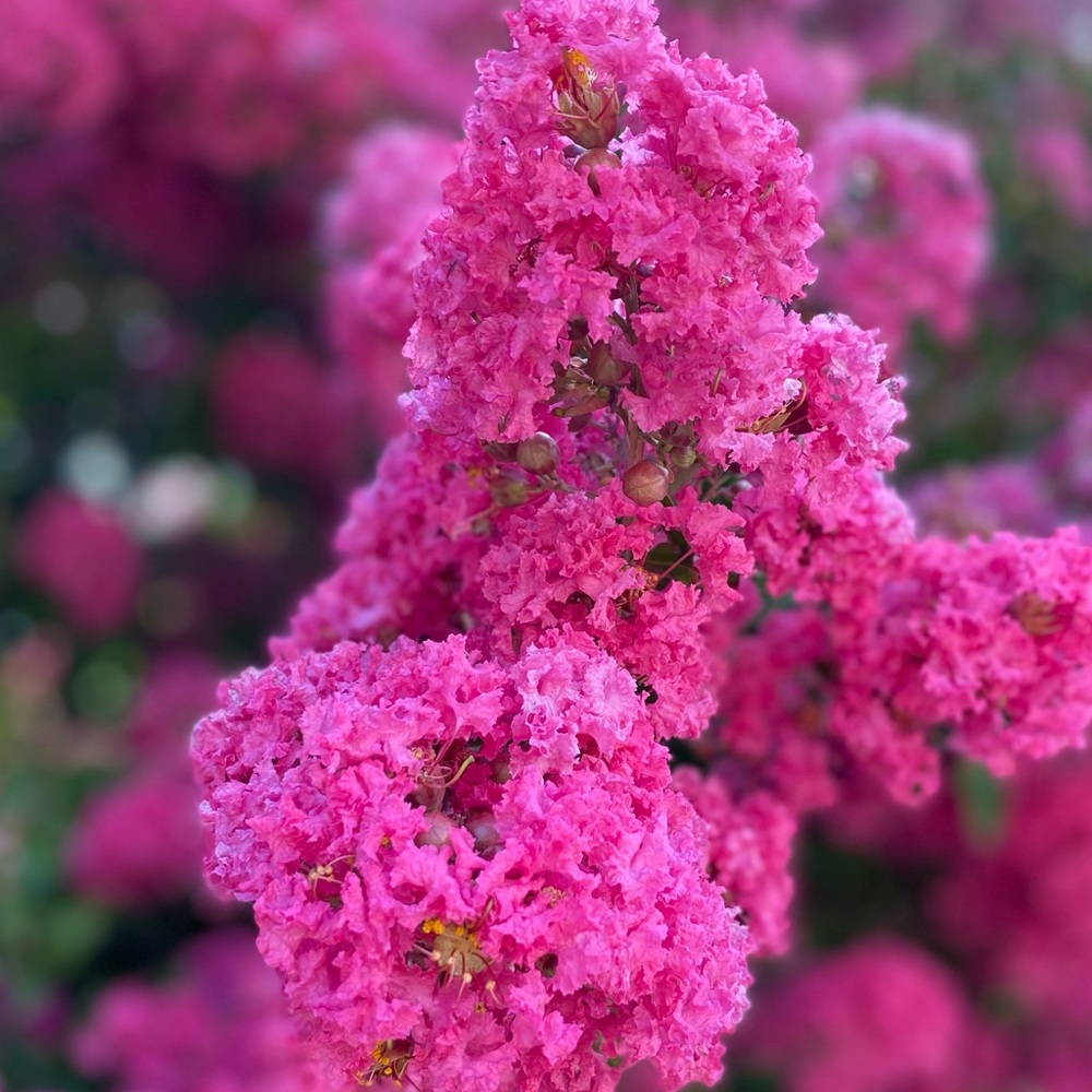 Hi! I love pink, lace and eyelet outfits. Feel free to send them my way.